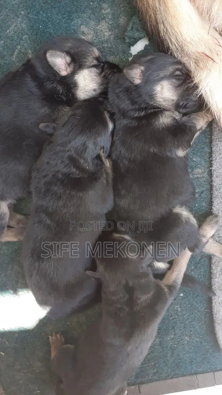 1-3 months Male Purebred German Shepherd