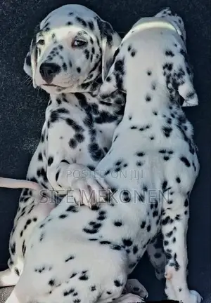 1-3 months Male Purebred Dalmatian