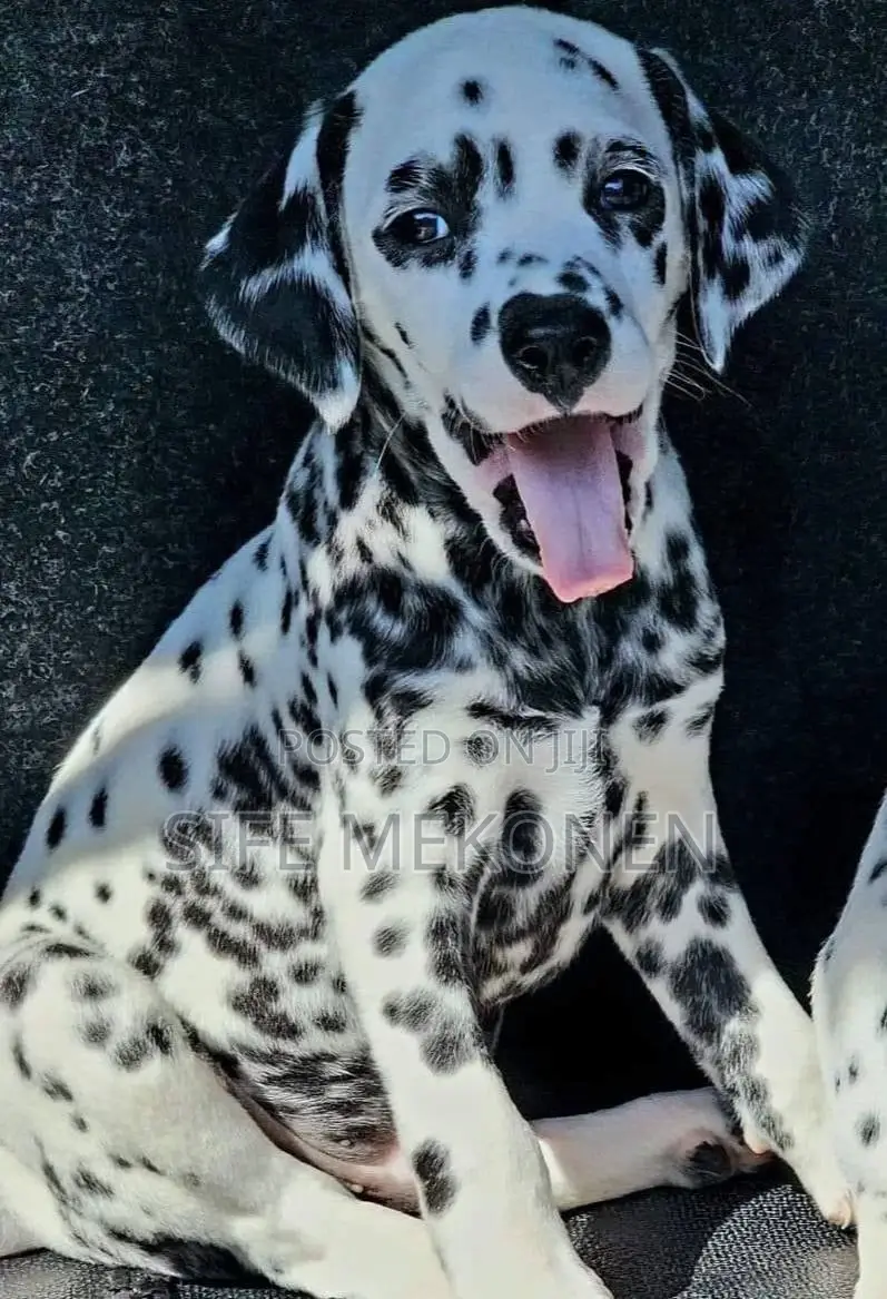 1-3 months Male Purebred Dalmatian