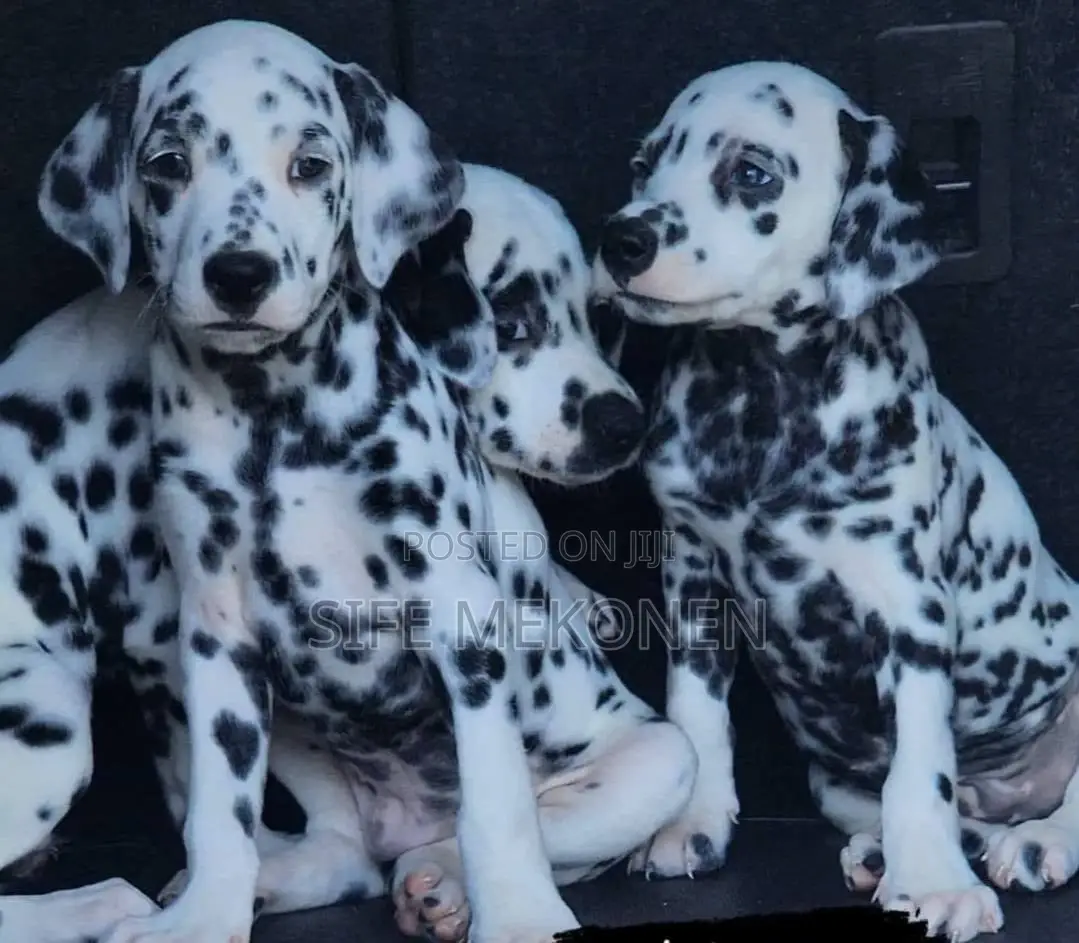 1-3 months Male Purebred Dalmatian