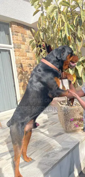 1-3 months Male Purebred Rottweiler
