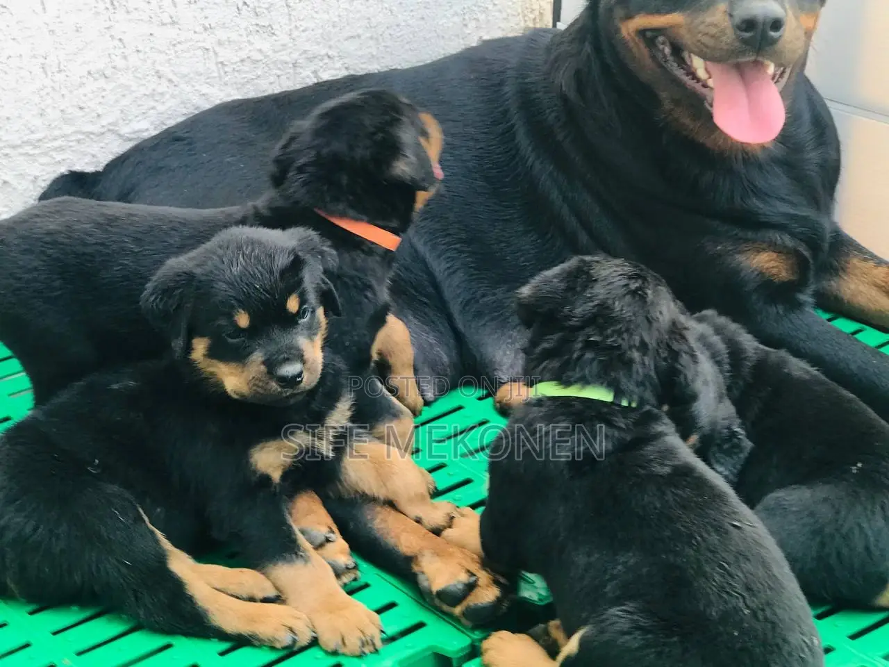 1-3 months Male Purebred Rottweiler