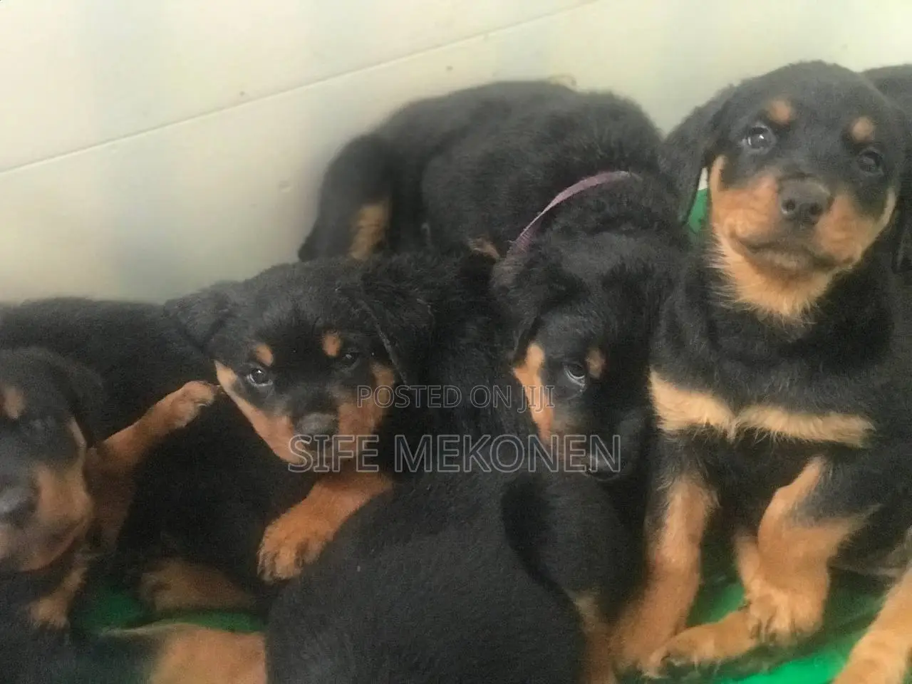 1-3 months Male Purebred Rottweiler