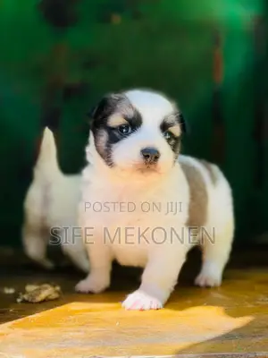 Photo - 1-3 months Male Purebred Maltese