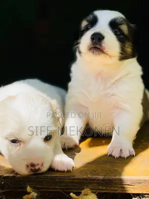 1-3 months Male Purebred Maltese