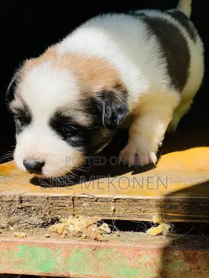 1-3 months Male Purebred Maltese