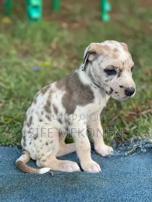 1-3 months Male Purebred Great Dane