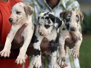 Photo - 1-3 months Male Purebred Great Dane