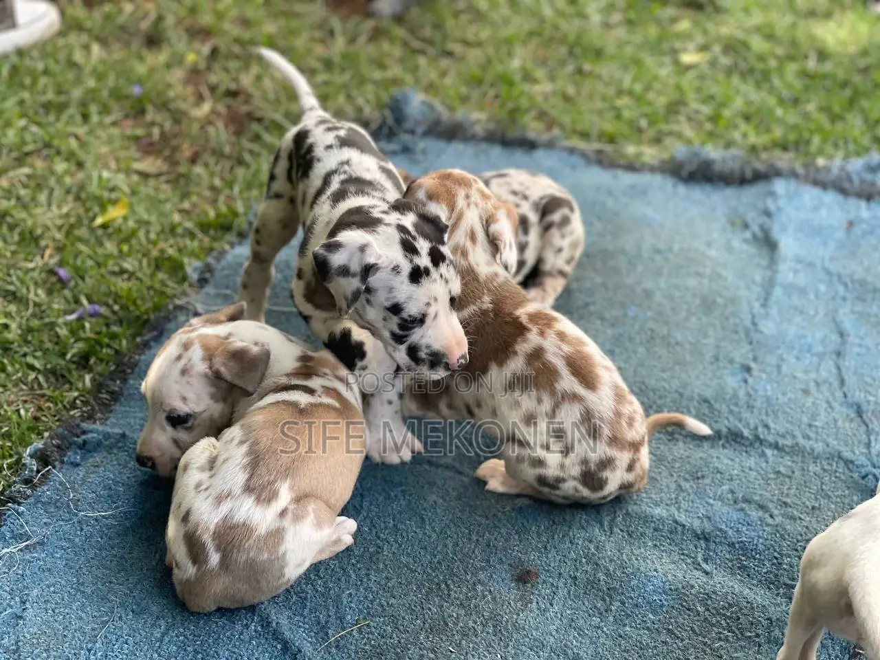 1-3 months Male Purebred Great Dane