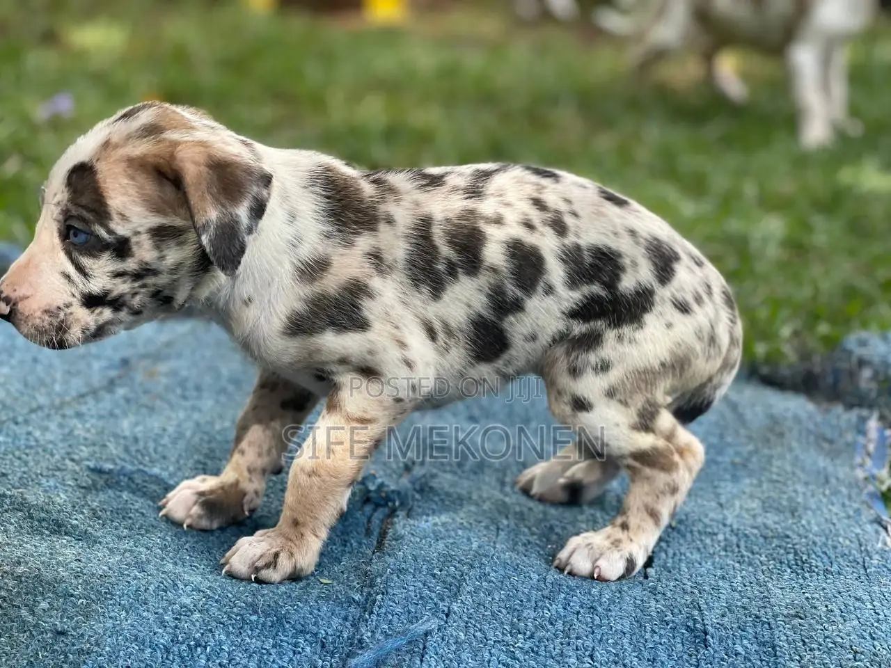 1-3 months Male Purebred Great Dane