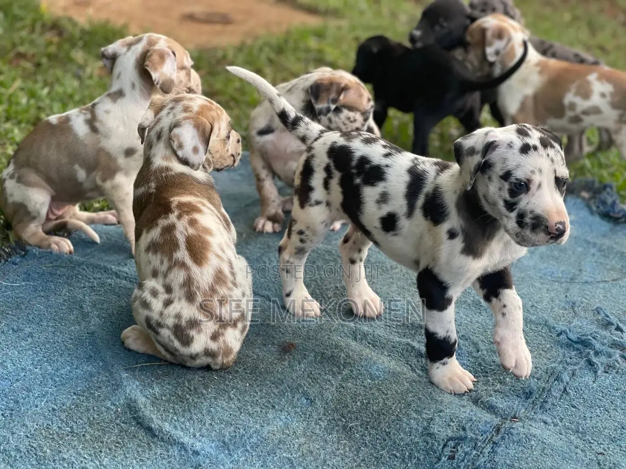 1-3 months Male Purebred Great Dane