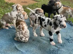 1-3 months Male Purebred Great Dane
