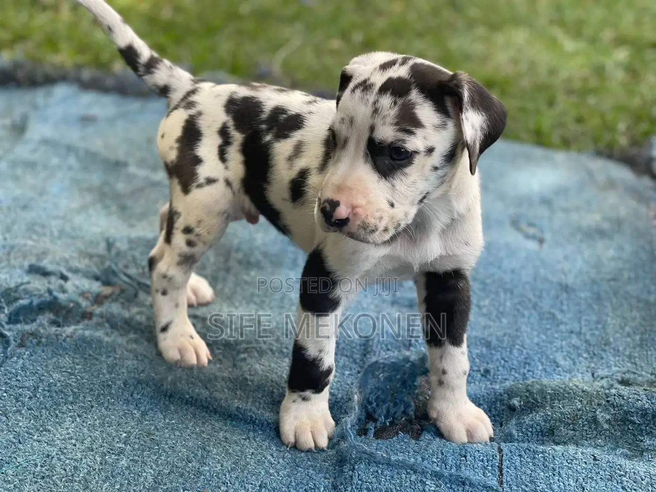 1-3 months Male Purebred Great Dane