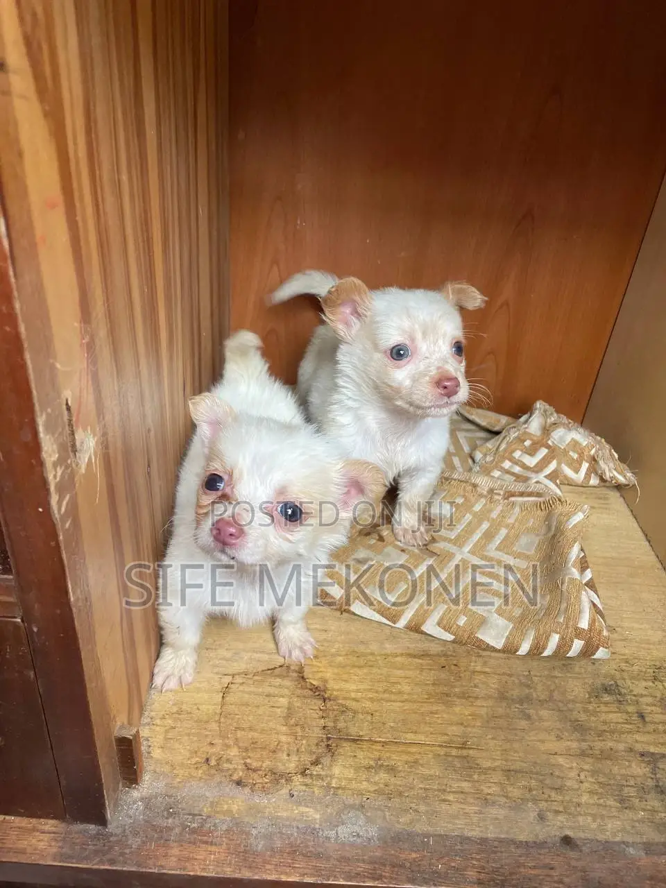 1-3 months Male Purebred Chihuahua