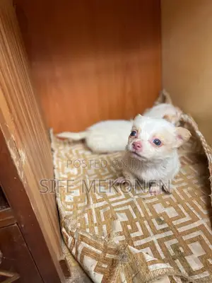 1-3 months Male Purebred Chihuahua