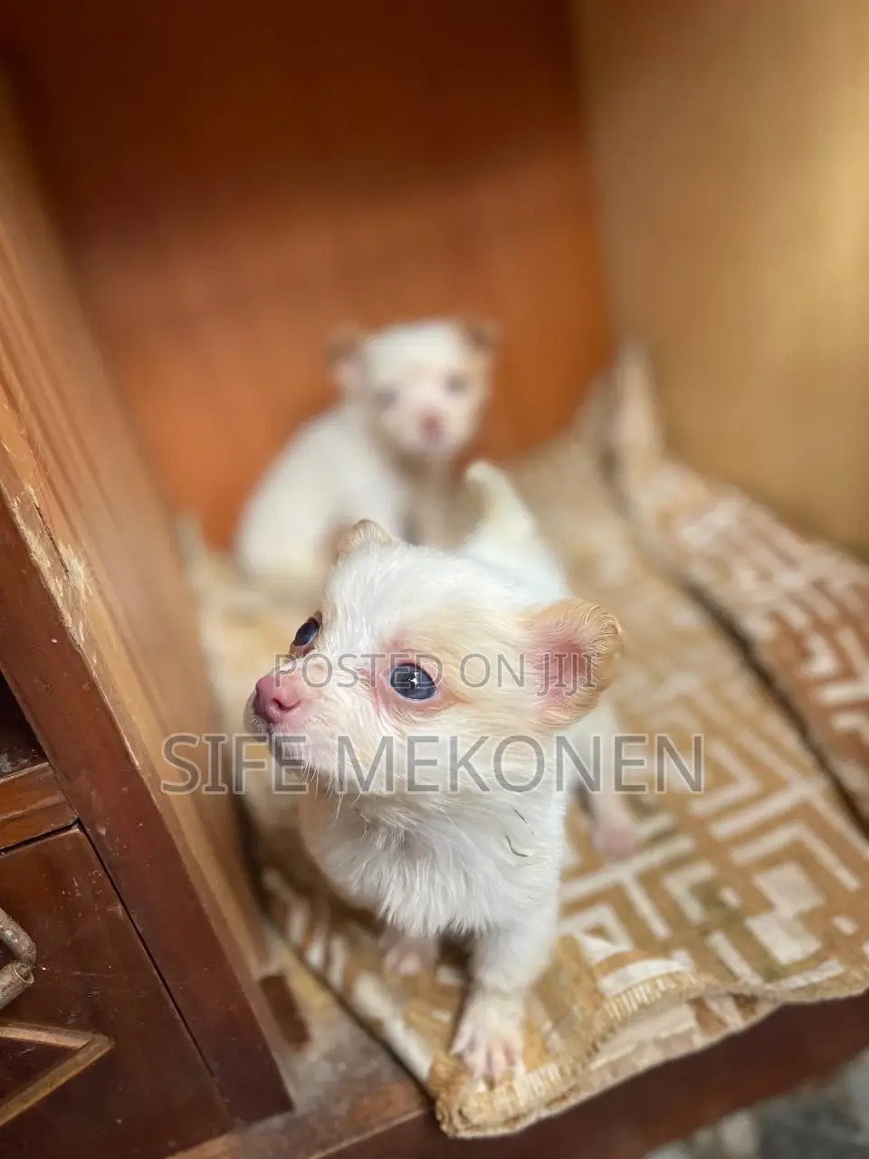 1-3 months Male Purebred Chihuahua