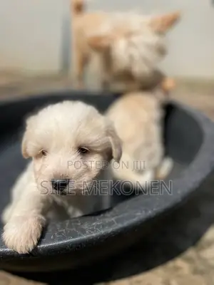 1-3 months Male Purebred Maltese