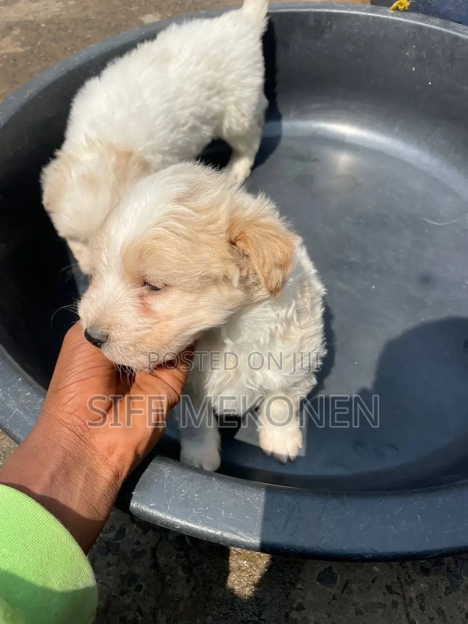 1-3 months Male Purebred Maltese