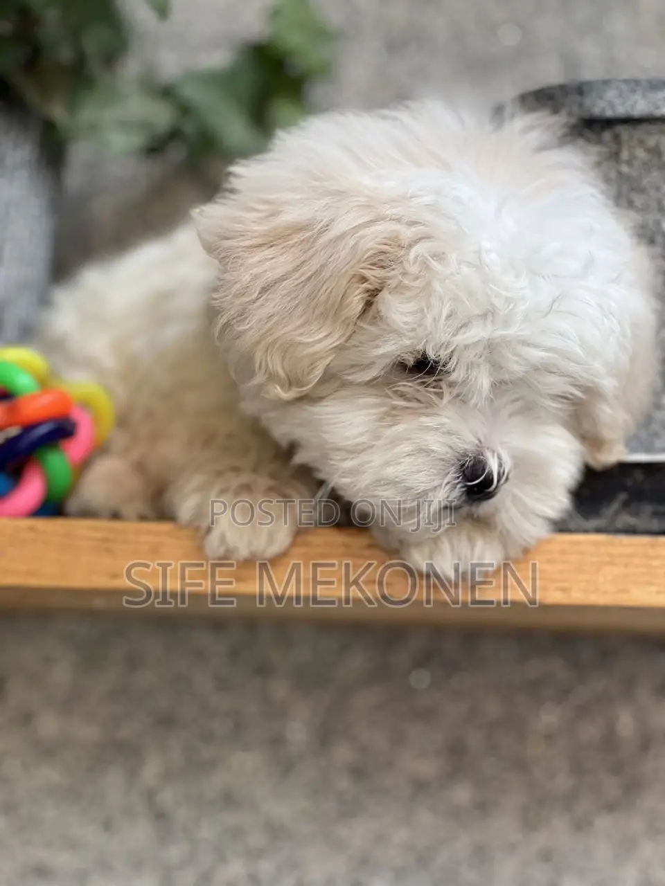 1-3 months Male Purebred Maltese