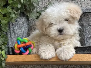 Photo - 1-3 months Male Purebred Maltese