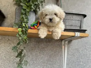 1-3 months Male Purebred Maltese