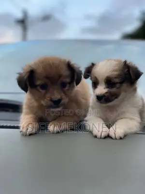 Photo - 1-3 months Male Purebred Chihuahua