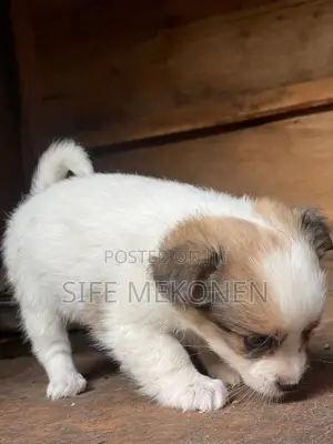 1-3 months Male Purebred Chihuahua