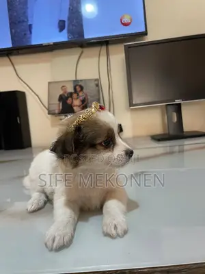 Photo - 1-3 months Female Purebred Maltese