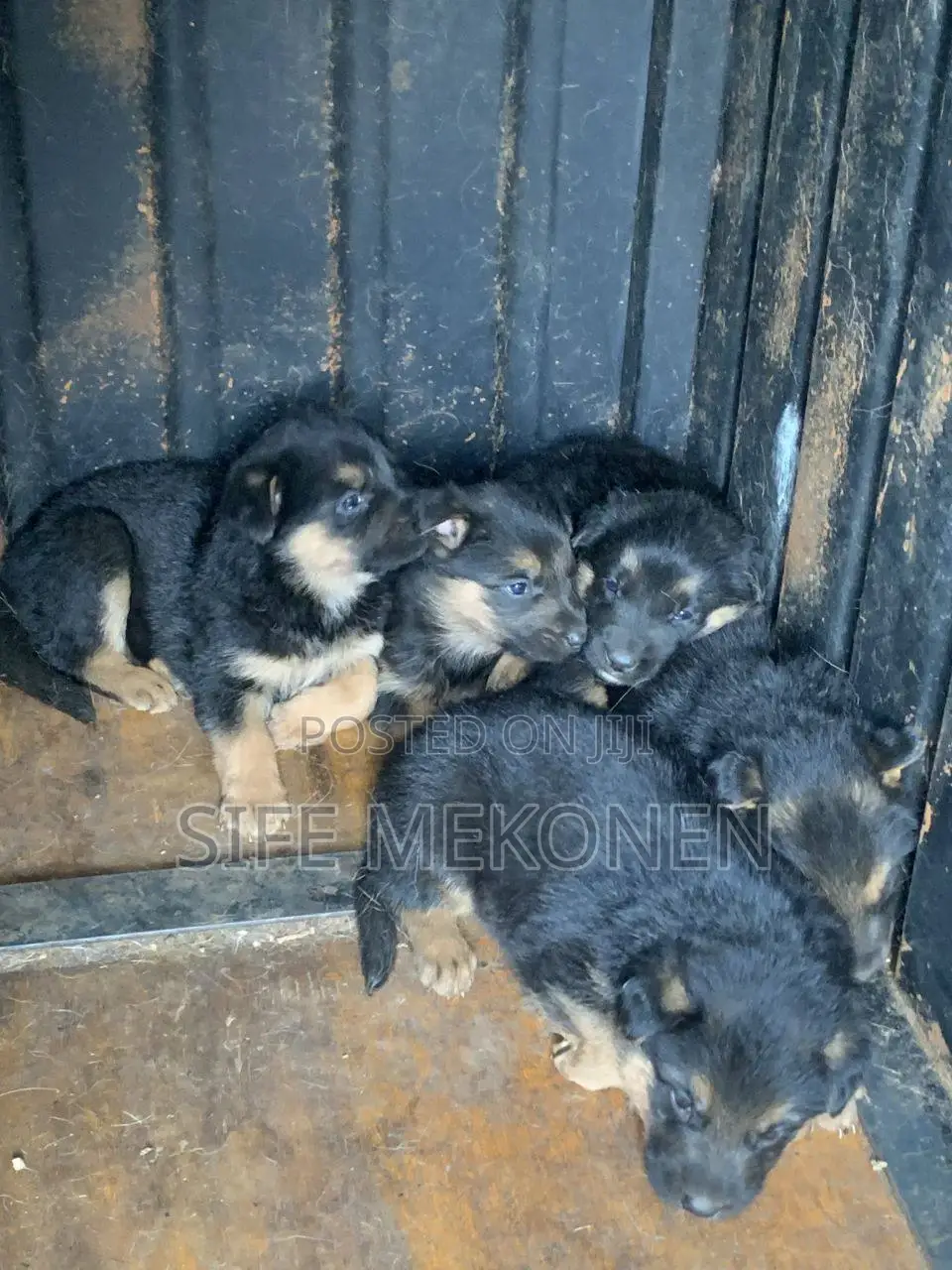 1-3 months Male Purebred German Shepherd