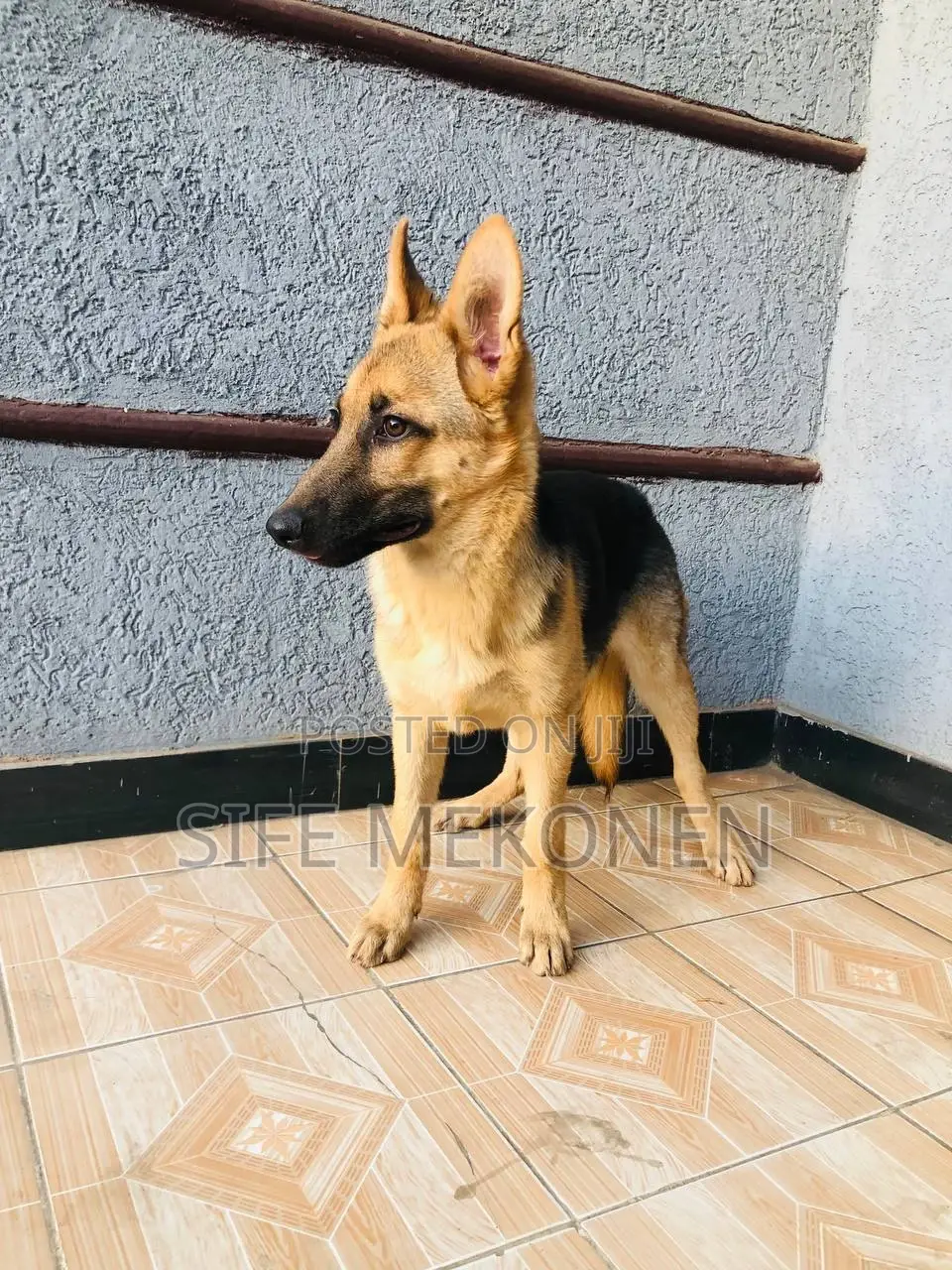 1-3 months Male Purebred German Shepherd