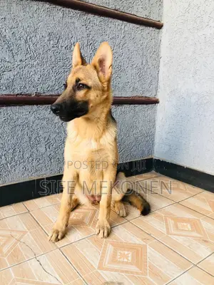 1-3 months Male Purebred German Shepherd