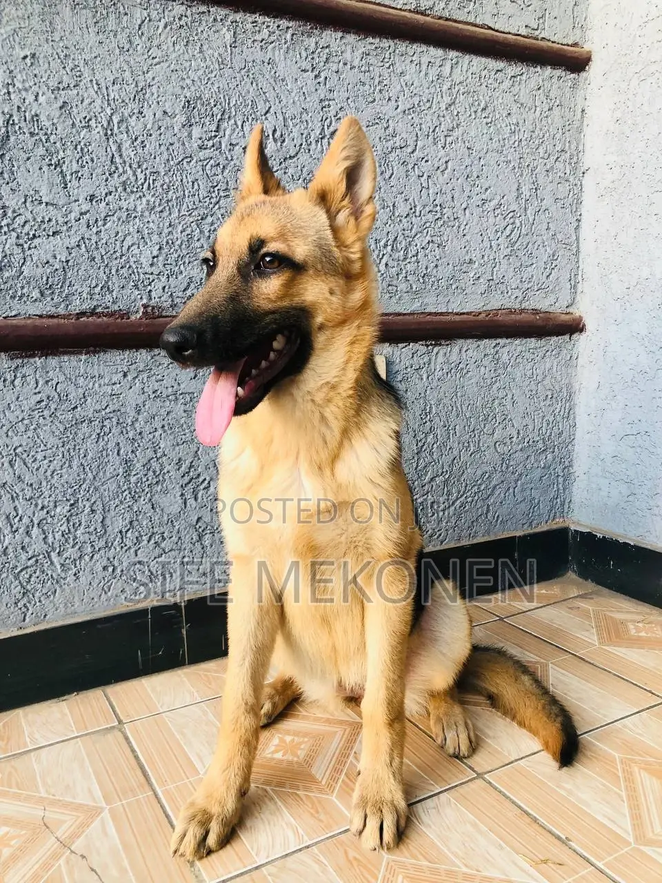1-3 months Male Purebred German Shepherd