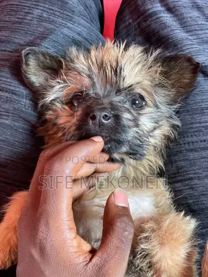 1-3 months Male Purebred Maltese