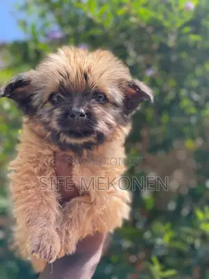 Photo - 1-3 months Male Purebred Maltese