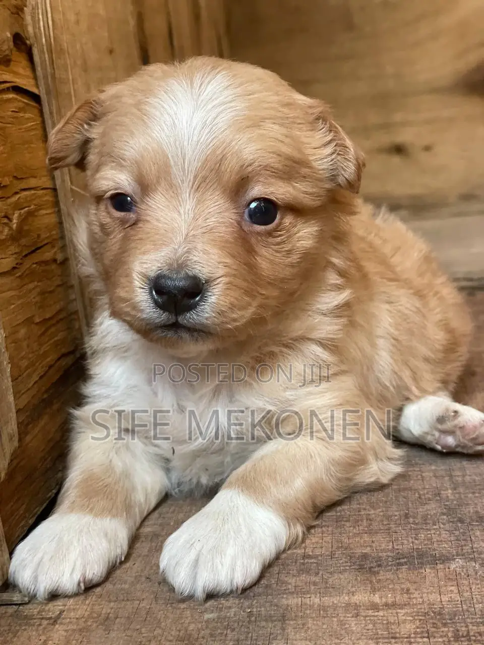 1-3 months Male Purebred Maltese