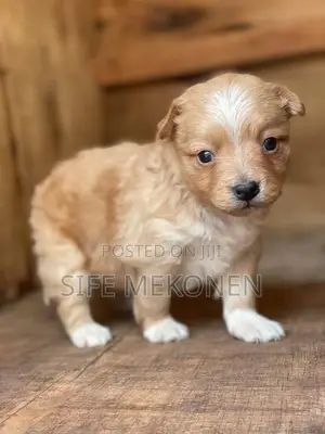 Photo - 1-3 months Male Purebred Maltese