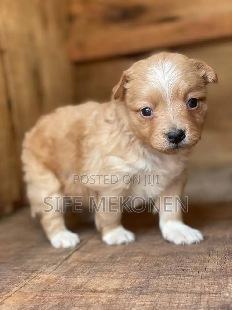 1-3 months Male Purebred Maltese