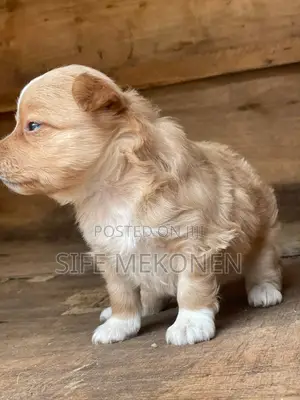 1-3 months Male Purebred Maltese
