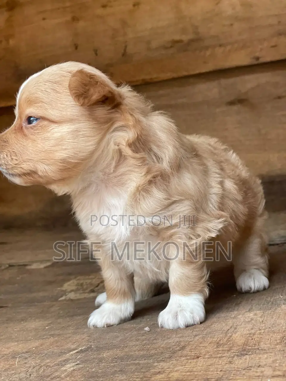 1-3 months Male Purebred Maltese