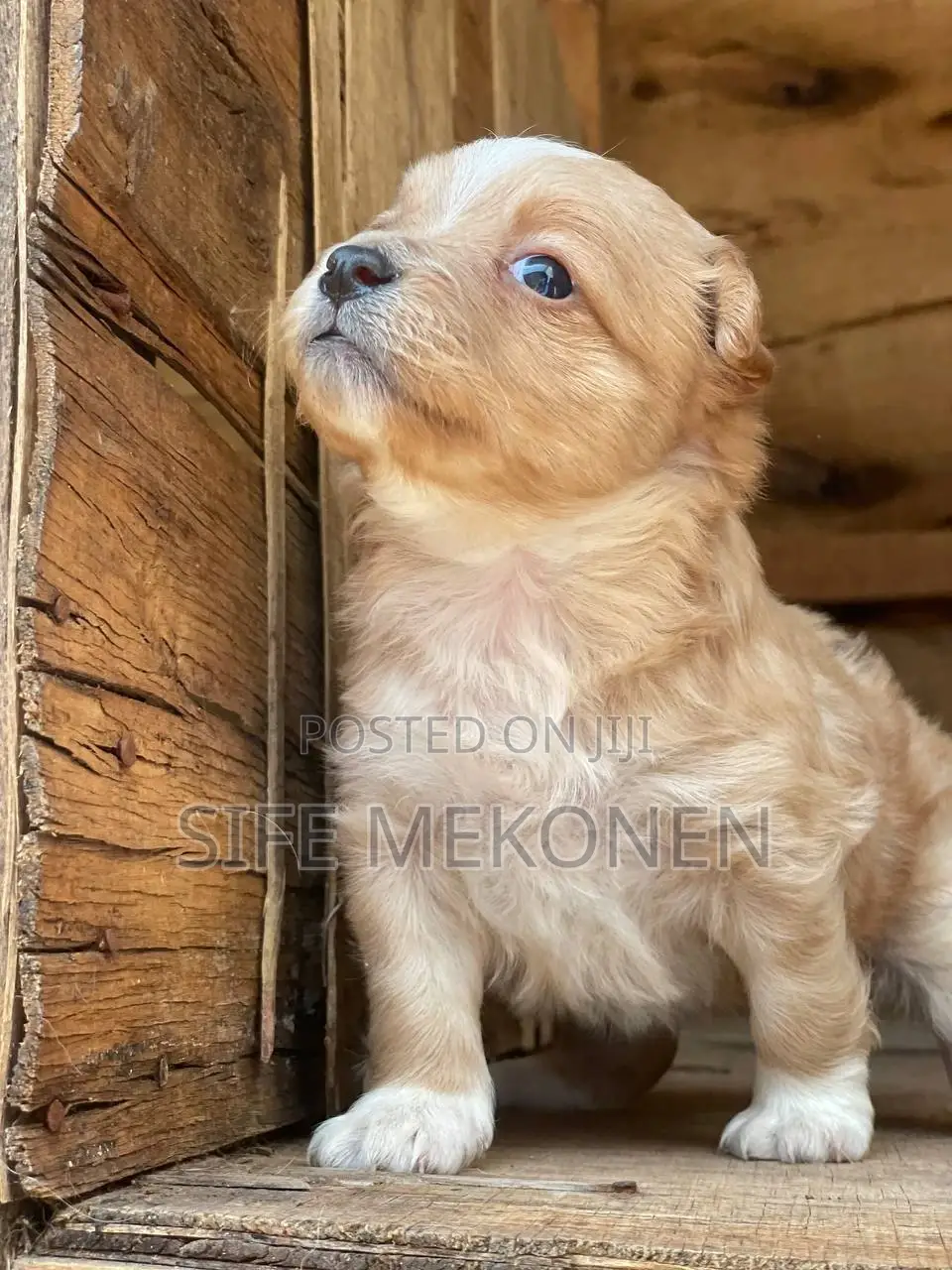 1-3 months Male Purebred Maltese
