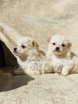 1-3 months Male Purebred Maltese