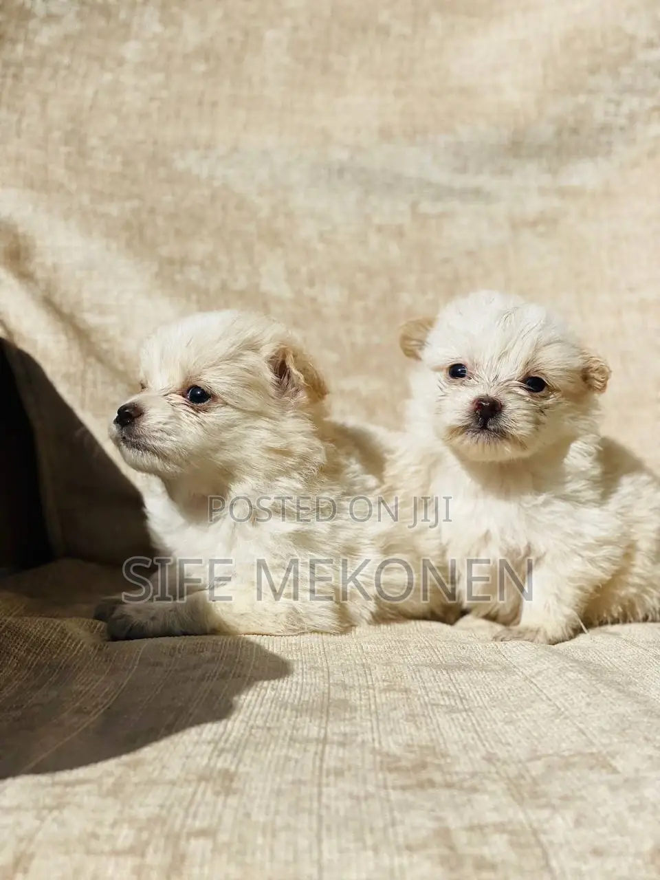 1-3 months Male Purebred Maltese