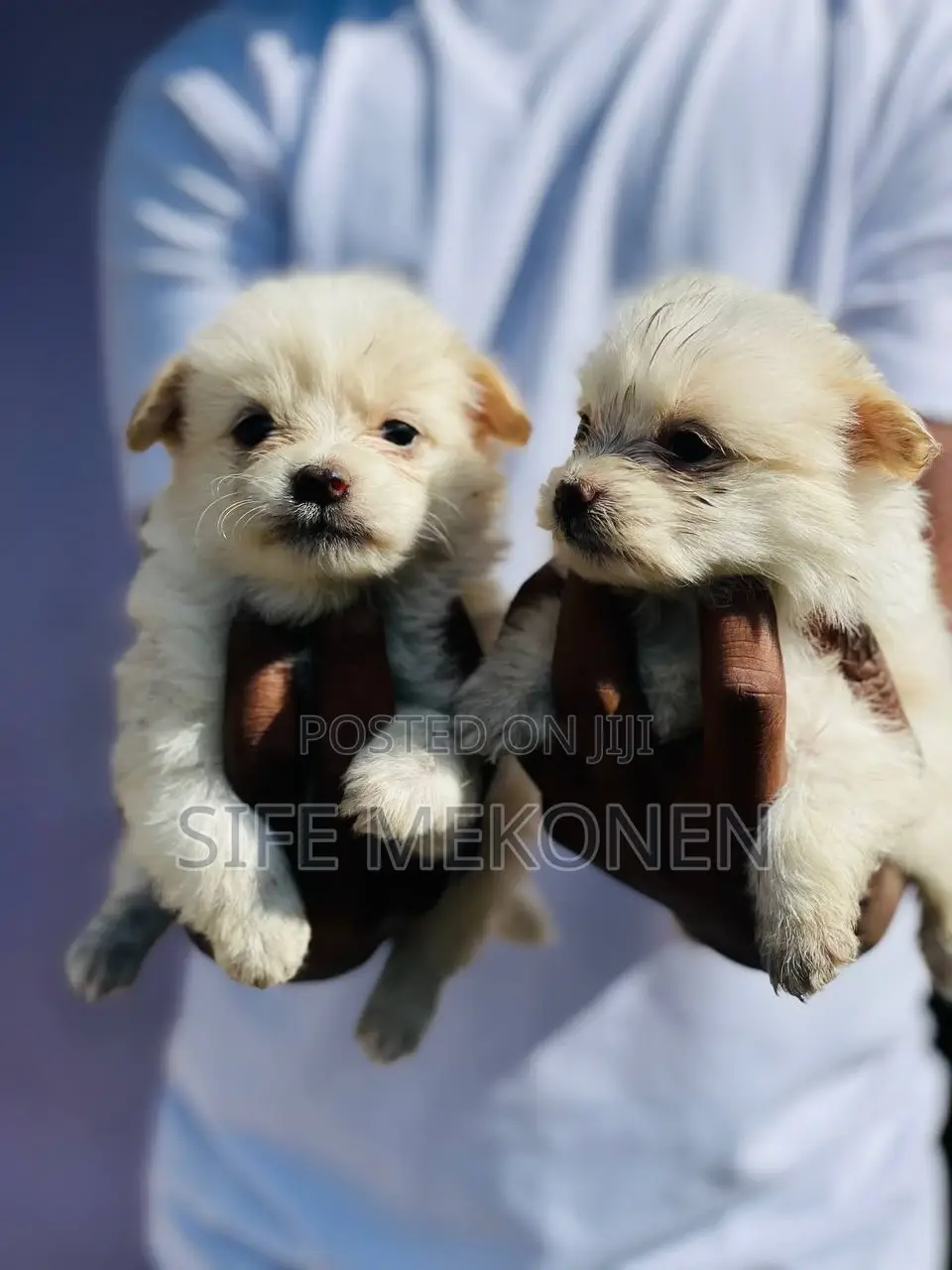 1-3 months Male Purebred Maltese