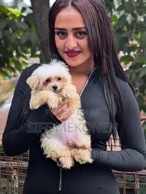 Photo - 1-3 months Male Purebred Maltese