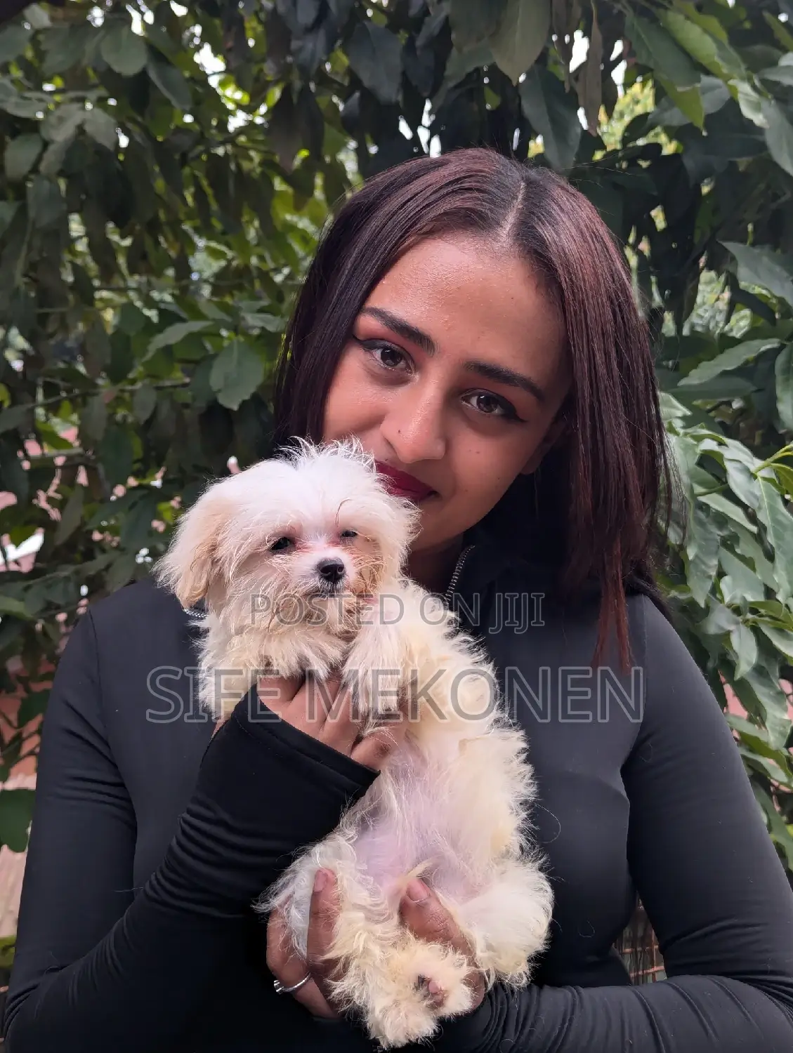 1-3 months Male Purebred Maltese