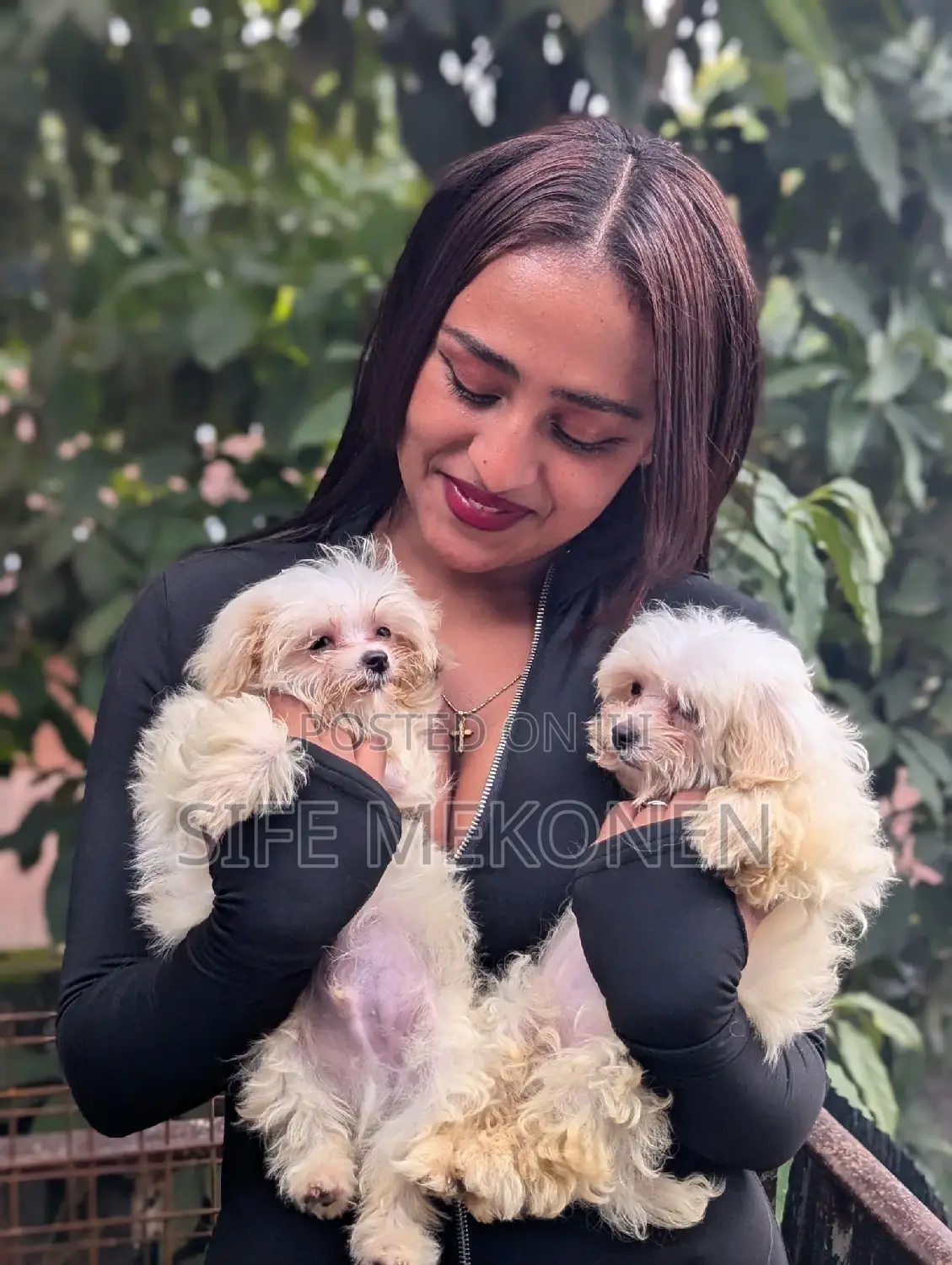 1-3 months Male Purebred Maltese