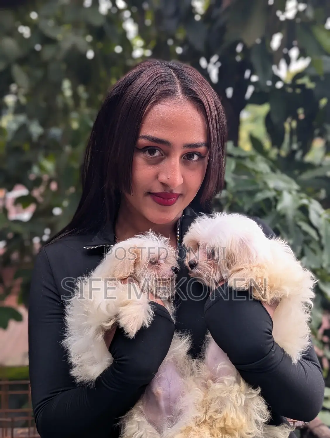 1-3 months Male Purebred Maltese