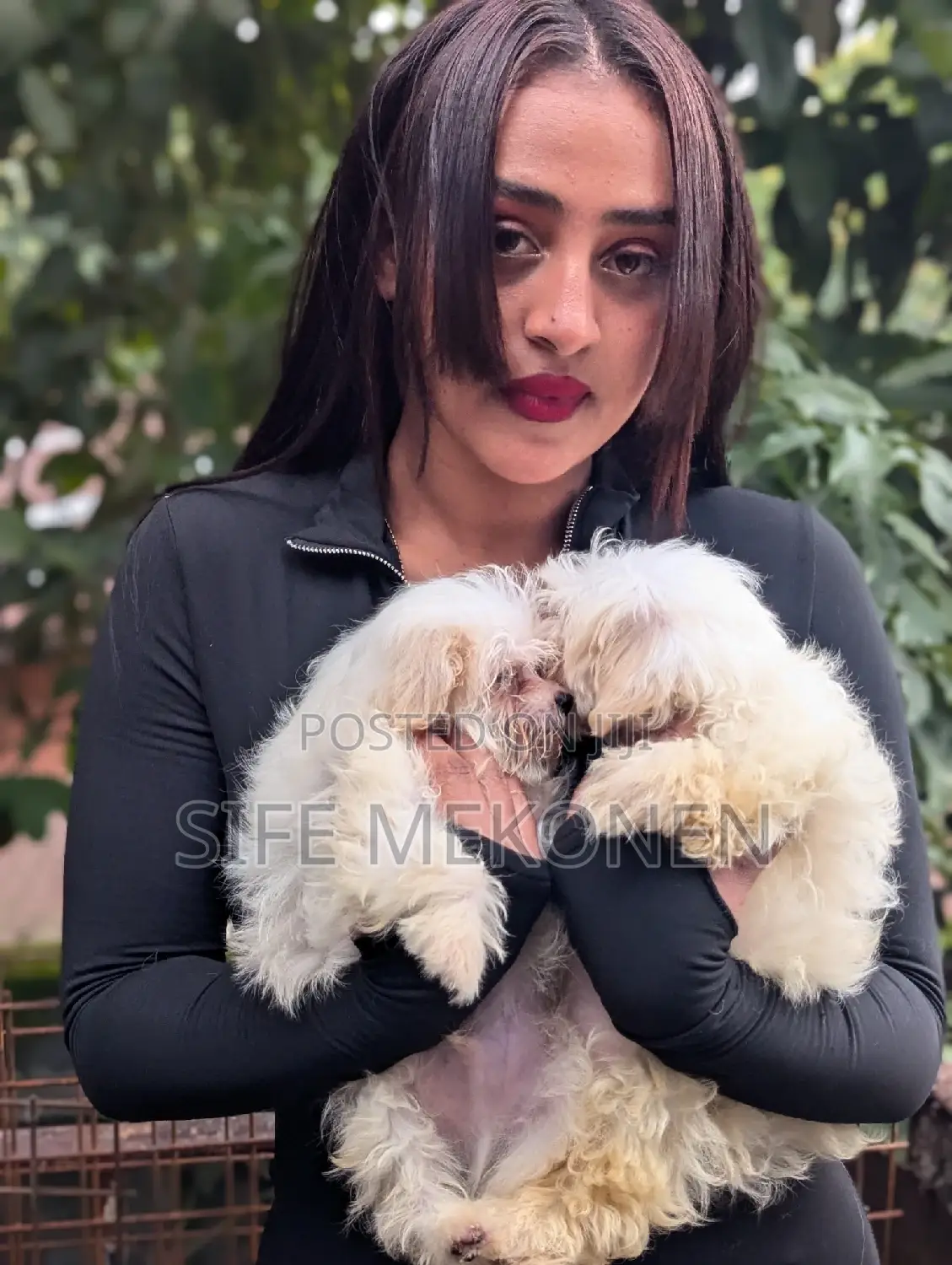 1-3 months Male Purebred Maltese