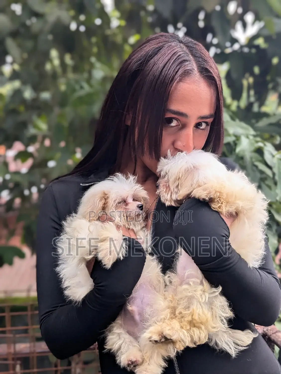 1-3 months Male Purebred Maltese