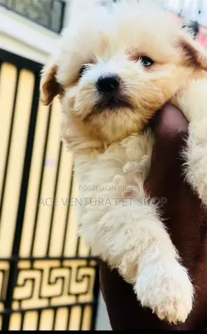 Photo - 1-3 months Male Purebred Maltese